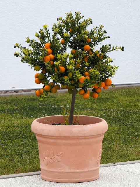 Manual: Jardim Frutífero em Vasos
